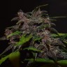 семена конопли недорого Auto Blackberry Kush feminised Ganja Live Seeds