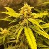 Недорогие семена конопли Auto Black Jack feminised GanjaLiveSeeds