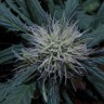 Сорта конопли для новичков Auto Black Jack feminised GanjaLiveSeeds