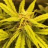 Купить семена конопли Auto Black Jack feminised GanjaLiveSeeds