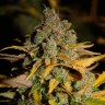 Семена конопли Wappa feminised GanjaLiveSeeds
