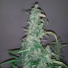 Недорогие семена конопли Wappa feminised GanjaLiveSeeds