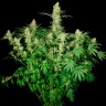 Купить семена марихуаны Wappa feminised GanjaLiveSeeds