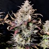 заказать семена конопли почтой Auto Mimosa feminised Ganja Seeds