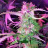 семена конопли в фирменной упаковке Auto Lowryder 2 feminised Master Seeds