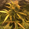 семена марихуаны, семена каннабиса Auto Brooklyn Sunrise feminised Ganja Live Seeds