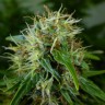 Семена конопли Auto Lowryder feminised GanjaLiveSeeds
