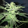 Семена каннабиса Auto Lowryder feminised GanjaLiveSeeds