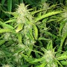 Семена марихуаны Auto Lowryder feminised GanjaLiveSeeds