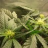 Семена конопли для новичков Auto Lowryder feminised GanjaLiveSeeds
