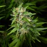 Недорогие семена конопли Auto Lowryder feminised GanjaLiveSeeds