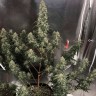 Семена марихуаны Auto Gagarin 2 feminised GanjaLiveSeeds