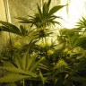 купить семена конопли дешево Auto Pineapple feminised