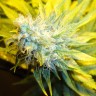 купить семена конопли марихуаны Auto Pineapple feminised