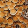 споры псилоцибиновый гриб купить в москве DC3m (Mexican Dutch King)