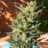 качественные семена конопли недорого  Auto Colorado Cookies feminised Ganja Live Seeds