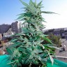 Семена конопли недорого Auto Critical feminised GanjaLiveSeeds