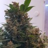 семена конопли медицинской Auto Big Devil feminised GanjaLiveSeeds