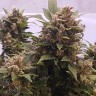 семена конопли элитных сортов Auto Big Devil feminised GanjaLiveSeeds
