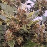 семена конопли в интернете Auto Big Devil feminised GanjaLiveSeeds