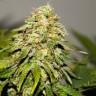 семена конопли Auto Critical Kush feminised