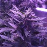 Автоцветущие сорта конопли Auto AK 49 feminised GanjaLiveSeeds