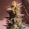 Семена конопли Auto AK 49 feminised GanjaLiveSeeds