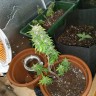 Семена каннабиса Auto AK 49 feminised GanjaLiveSeeds