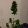 Качественные семена конопли Auto AK 49 feminised GanjaLiveSeeds