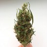 Автофем Auto Kali Mist feminised Ganja Seeds
