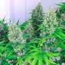 Семена каннабиса Auto Kali Mist feminised Ganja Seeds