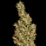 Семена конопли не дорого Auto Kali Mist feminised Ganja Seeds