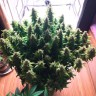 Качественные семена конопли Auto Glueberry O.G. feminised GanjaLiveSeeds