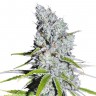Семена конопли Auto Skunk Haze feminised Ganja Seeds