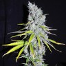 Семена марихуаны Auto Skunk Haze feminised Ganja Seeds