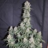 семена конопли f1 в оригинальной упаковке Auto Blueberry feminised Ganja Live Seeds