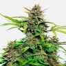Семена конопли Auto Snow Queen feminised Ganja Seeds
