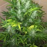 Семена каннабиса Auto UK Cheese feminised Ganja Seeds