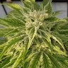 семена сортовой конопли Auto Bubble Gum feminised Ganja Live Seeds