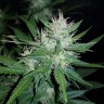 семена каннабиса оптом Auto Dark Devil feminised Ganja Live Seeds