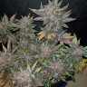 Auto Dark Devil feminised GanjaLiveSeeds