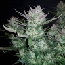 семена каннабиса оптом Auto Dark Devil feminised Ganja Live Seeds