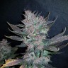 семена каннабиса оптом Auto Dark Devil feminised Ganja Live Seeds