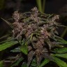 Семена конопли Auto Blackberry Kush feminised Ganja Seeds
