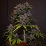 Семена марихуаны Auto Blackberry Kush feminised Ganja Seeds