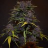 Качественные семена конопли Auto Blackberry Kush feminised Ganja Seeds