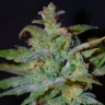 Семена конопли заказать Auto AK feminised GanjaLiveSeeds