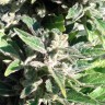 Семена марихуаны Auto AK feminised GanjaLiveSeeds