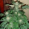 Семена конопли недорого Auto AK feminised GanjaLiveSeeds