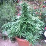 Качественные семена конопли Auto AK feminised GanjaLiveSeeds
